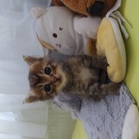 Norwegian Forest, Kedi  Tosbik fotoğrafı