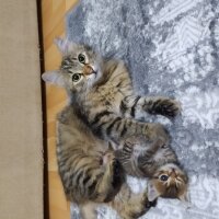 Norwegian Forest, Kedi  Tosbik fotoğrafı