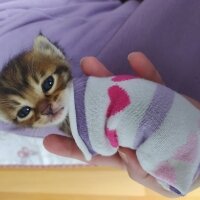 Norwegian Forest, Kedi  Tosbik fotoğrafı