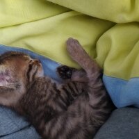 Norwegian Forest, Kedi  Tosbik fotoğrafı