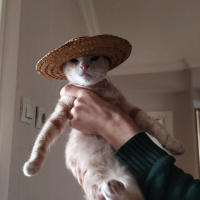 Tekir Kedi, Kedi  Fındık fotoğrafı
