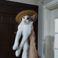 Tekir Kedi, Kedi  Fıstık fotoğrafı