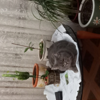 British Shorthair, Kedi  PAŞA fotoğrafı