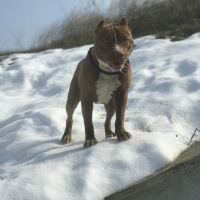 Amerikan Staffordshire Terrier, Köpek  Şila fotoğrafı