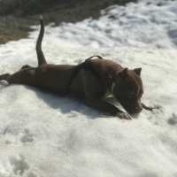 Amerikan Staffordshire Terrier, Köpek  Şila fotoğrafı