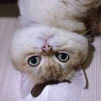 British Shorthair, Kedi  Tarçın fotoğrafı