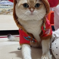 British Shorthair, Kedi  Tarçın fotoğrafı