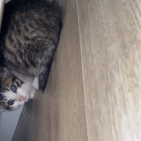 Tekir Kedi, Kedi  Minik fotoğrafı