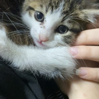 Tekir Kedi, Kedi  Minik fotoğrafı