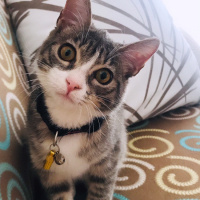 Tekir Kedi, Kedi  Şirin fotoğrafı