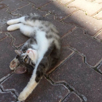 Tekir Kedi, Kedi  Şirin fotoğrafı