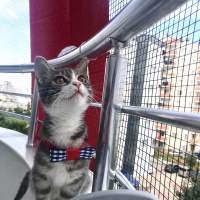 Tekir Kedi, Kedi  Şirin fotoğrafı