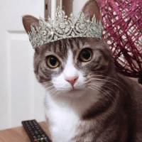 Tekir Kedi, Kedi  Şirin fotoğrafı