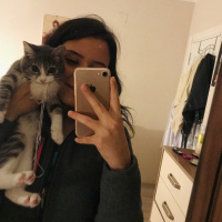 Tekir Kedi, Kedi  Şirin fotoğrafı