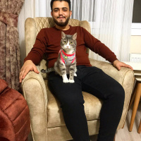 Tekir Kedi, Kedi  Şirin fotoğrafı
