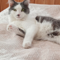 Tekir Kedi, Kedi  Pamuk fotoğrafı