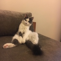 Tekir Kedi, Kedi  Pamuk fotoğrafı