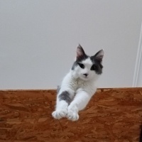 Tekir Kedi, Kedi  Pamuk fotoğrafı