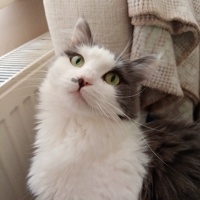Tekir Kedi, Kedi  Pamuk fotoğrafı