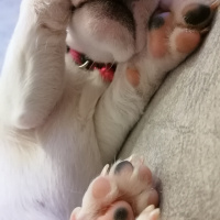 Jack Russell Terrier, Köpek  Çilek fotoğrafı