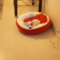 Jack Russell Terrier, Köpek  Çilek fotoğrafı