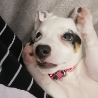 Jack Russell Terrier, Köpek  Çilek fotoğrafı