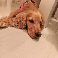 İngiliz Cocker Spaniel, Köpek  Cookie fotoğrafı