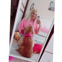 İngiliz Cocker Spaniel, Köpek  Cookie fotoğrafı