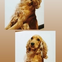 İngiliz Cocker Spaniel, Köpek  Cookie fotoğrafı