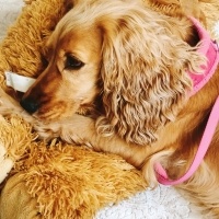 İngiliz Cocker Spaniel, Köpek  Cookie fotoğrafı