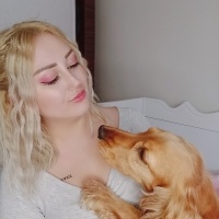 İngiliz Cocker Spaniel, Köpek  Cookie fotoğrafı