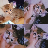 Tekir Kedi, Kedi  Acil yuva bulamazsak sokağa atılacaklar fotoğrafı