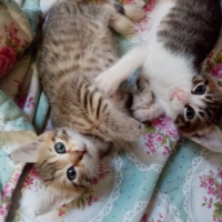 Tekir Kedi, Kedi  Acil yuva bulamazsak sokağa atılacaklar fotoğrafı