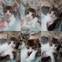 Tekir Kedi, Kedi  Acil yuva bulamazsak sokağa atılacaklar fotoğrafı