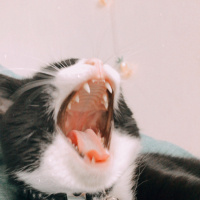 Tuxedo (Smokin) Kedi, Kedi  Buffy fotoğrafı
