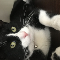 Tuxedo (Smokin) Kedi, Kedi  Buffy fotoğrafı