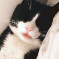 Tuxedo (Smokin) Kedi, Kedi  Buffy fotoğrafı