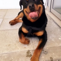 Rottweiler, Köpek  Cesur fotoğrafı