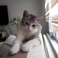 British Shorthair, Kedi  Coco fotoğrafı