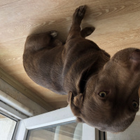 Labrador Retriever, Köpek  Bein fotoğrafı
