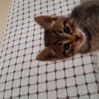 Tekir Kedi, Kedi  üzüm fotoğrafı