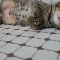 Tekir Kedi, Kedi  üzüm fotoğrafı