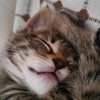 Tekir Kedi, Kedi  üzüm fotoğrafı