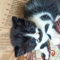 Tekir Kedi, Kedi  Sütlaç fotoğrafı