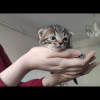 Tekir Kedi, Kedi  Perihan fotoğrafı