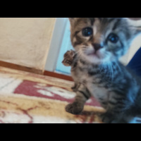 Tekir Kedi, Kedi  Perihan fotoğrafı