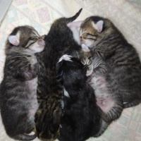 Tekir Kedi, Kedi  Perihan fotoğrafı