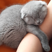 Scottish Fold, Kedi  Miu fotoğrafı