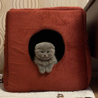 Scottish Fold, Kedi  Miu fotoğrafı