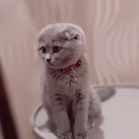 Scottish Fold, Kedi  Miu fotoğrafı